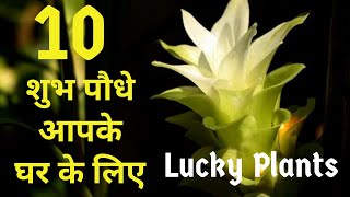 10 शुभ पौधे आपके घर के लिए | Lucky Plants for your home | Good Luck Plants| Rochak jankari