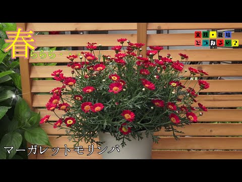 実践・栽培・どうなるの？【from present future？】根っ子をいじり過ぎるとどうなるの？【マーガレットモリンバ】season1植え方・育て方・育ち方【園芸】