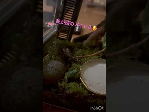 我が家のアイドル！♯カエル♯アマガエル♯札幌♯ペット