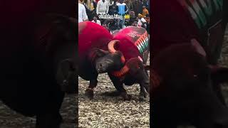 simbha king #dangal #bull #king #depalpur #mp #padadangal #ladai#bullfightgoa #animal