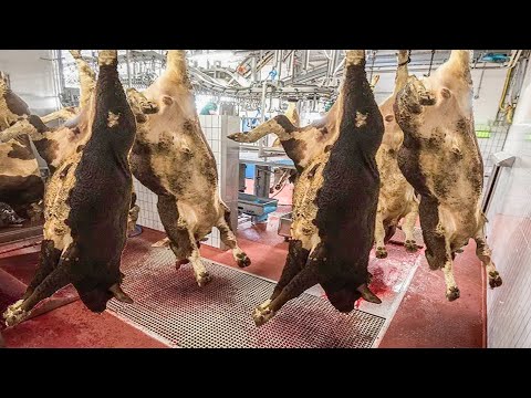 World Largest Cow Raising Processing Farm - Modern Pork Production Factory - Automatic Poultry Farm
