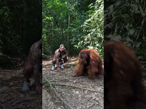 Best caption wins 🦧 King Louie 👑 (Pongo abelii) Gigantopithecus blacki blood 🩸