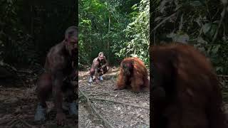 Best caption wins 🦧 King Louie 👑 (Pongo abelii) Gigantopithecus blacki blood 🩸