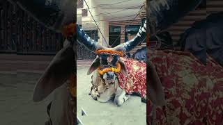 Nandi#nandi baba#omnamahshivaya #shots #video #viral #ghaziabad