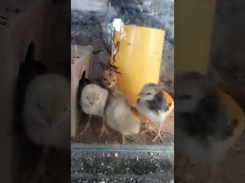 #ayam #chicken #ayamjago #ayamkampung #ayamgoreng #ternak #ternakayam #ayamwarnawarni #trending