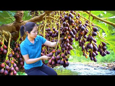 Harvesting 1000 + Kg Wild Purple Fig On The Hill To Sell At Market, Pick Fresh Mangoes