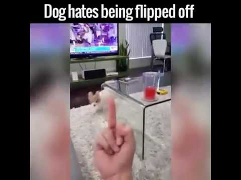 Dog Hate being flipped off!!!!( Fu*k )