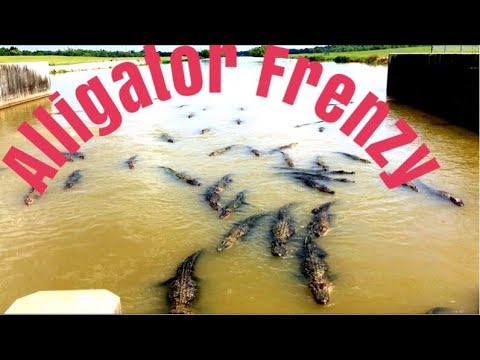 Alligator Frenzy in  South Louisiana