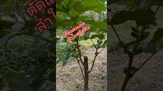 ตัดแต่งยอดลำใยคริสตัล