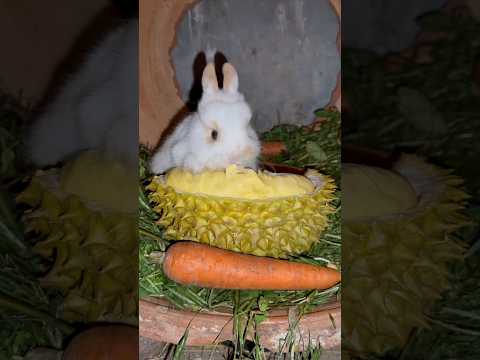 Pineapple Munchies: Mischief Bunny’s Tropical Snack #cute #animals #rabbit #lunch #apple #shorts