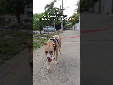 We just moved to Thailand! My girlfriend, my dog, and I. Stay tuned! #staffy #thailand #nomad