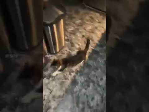 Super Cat: The Legend of Speed on the Floor!