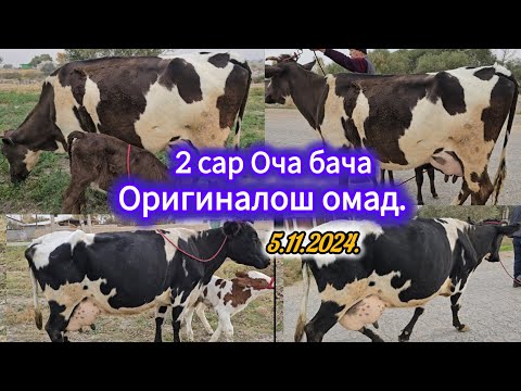 5 НОЯБР 2 САР ОЧА БАЧА МОЛХОИ ШИРДОР НАГЗАШ ОМАД