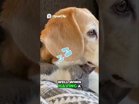 The Comfort of Companionship: Why Pets Thrive