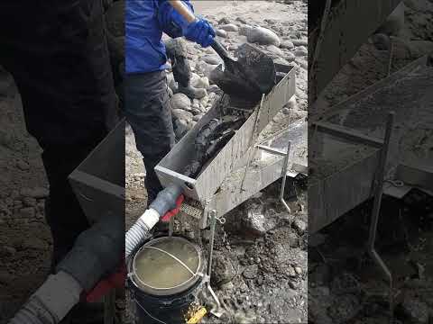 Feeding the Modified Gold Hog Mini Highbanker High Grade Pay