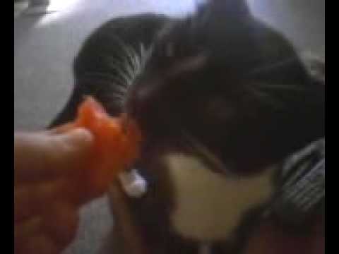 My cat fucking loves watermelon.