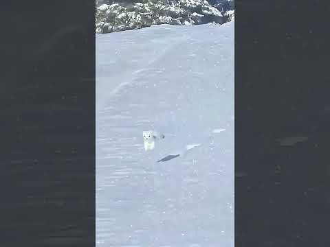 Spotted: a magical snow creature hopping with joy!