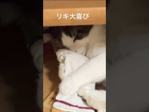 またたびサプライズに喜ぶ猫#ノルウェージャンフォレストキャット#またたび