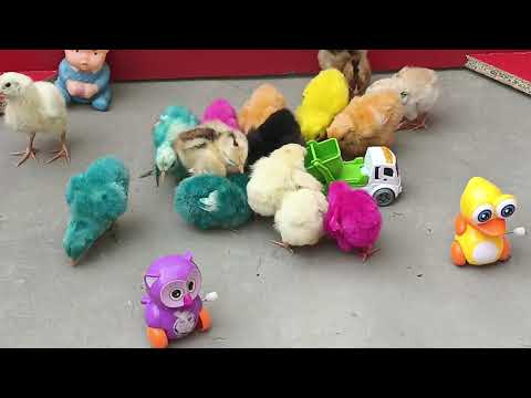 Hens baby chicks murghi chicks colors full chicks new relaxing video