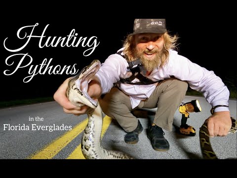 Hunting Pythons in Florida
