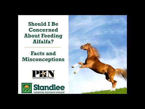 Should I Be Concerned About Feeding Alfalfa - Facts & Misconceptions