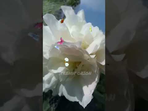 Gunguna Rahe Hain Bhanware Khil Rahe Hain Kali Kali