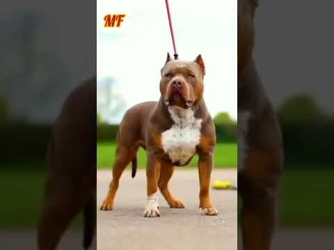 दुनिया के 3 सबसे खतरनाक कुत्ते 🤔 dangerous dog #shorts #facts #amazingfacts
