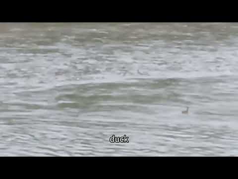 duck everywhere!