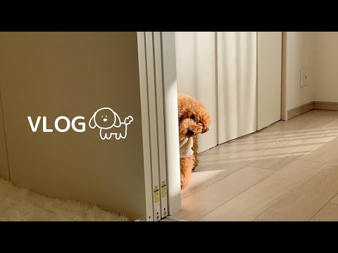 トイプードルが陰からのぞいていた理由/トイプードルのVLOG🐶【トイプードルとの暮らし】