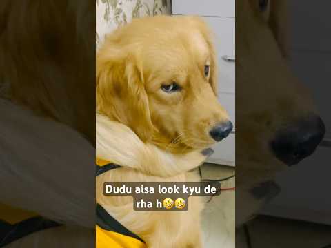 Dudu ki tirchie nazar🤣🤣 #dailyvlog #funny #dudulove #dudu #goldenretreiver #comedy #ytshorts #fyp