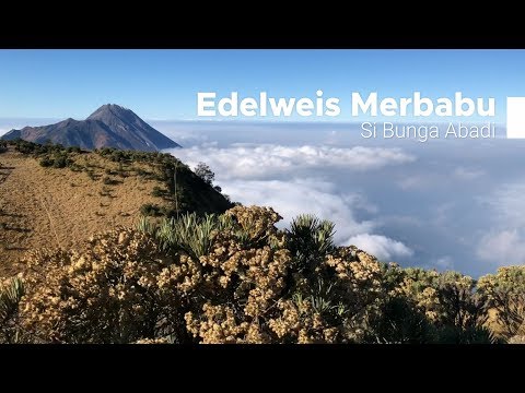 Nasib Edelweis Merbabu di Musim Kemarau - Pejalan Gunung
