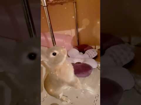 楽しそうな愛兎を眺める幸せだった日々【うさぎがいた生活】 #うさぎ #rabbit