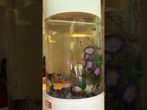 新宿区もりのぶ小児科様導入　レンタル水槽