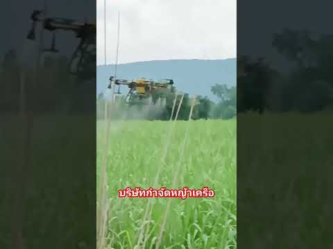 #djit30 #โดรนการเกษตร #โดรน #dji #farming #ไร่อ้อย #นาข้าว