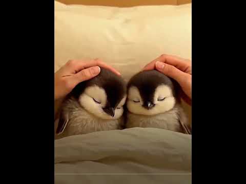 Go to sleep well!! #cute #adorable #penguin #babyanimals #fluffy #cuteanimal