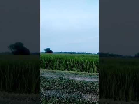 #short