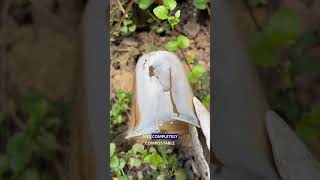 What the Heck is PHA!? #nontoxic #dishware