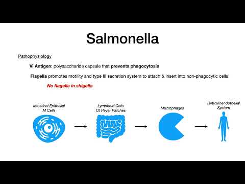 Salmonella