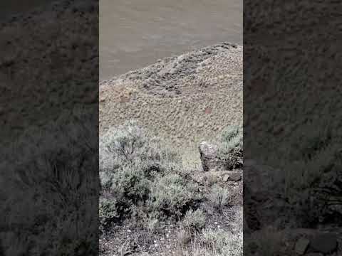 Late Pleistocene Period Gold Bearing Gravel Bar Sitting apx 200 Feet above Current River Water Level