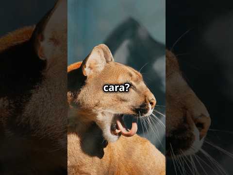 ¿QUIÉN GANARÍA? Velociraptor vs. Puma  #batallaépica #animales
