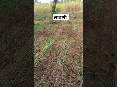 #Lawani #लावणी #suscribe #यूट्यूब_वीडियो #