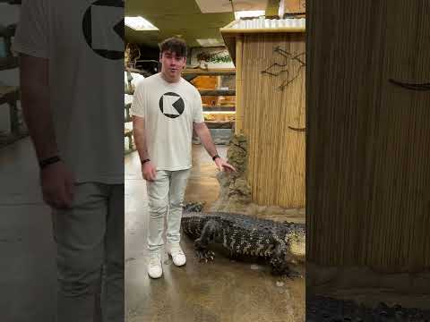 Darth The Giant American Alligator! 🐊 #shorts #reptiles #animals #dinosaur #alligator