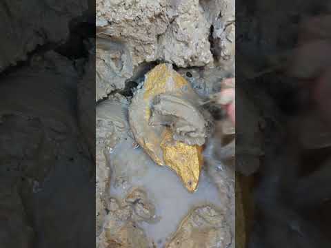 gold in the mud #goldhunter #minergold