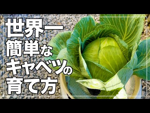 [Anyone can do it] How to easily grow cabbage hydroponically by working once a week | The best bu...