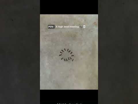 "A high level meeting 🐜💀"#shorts  #memes #shortsfeed #trending #viral #song #hype #fyp #india#funny