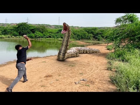 Big Anaconda Snake In Real Life 10 HD Video| Big Anaconda| Vikku Films