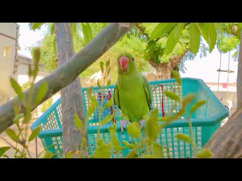 #parrot #lovelymithhu #birdslover #ytshorts #youtubeshorts #mittoo #mittoo #viralvideo