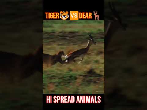 Fastest Animals in the world #trending #animals #tiger #dear #shorts