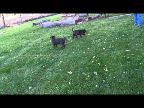Griz -X- Keeley Pups -- Two Awesome Little Dogs