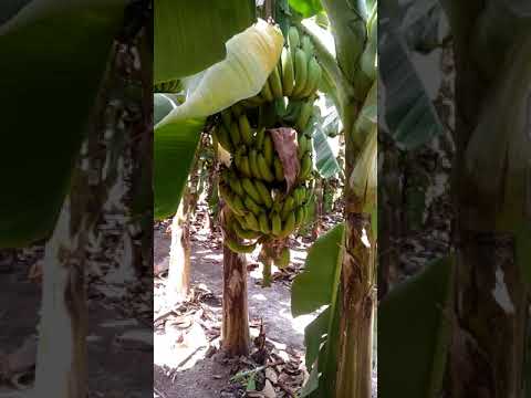 Organic banana and papaya farming natural farming